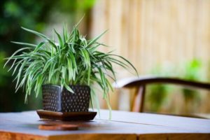 Spider Plant for EMF Protection