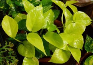 Betel leaf plant for emf protection